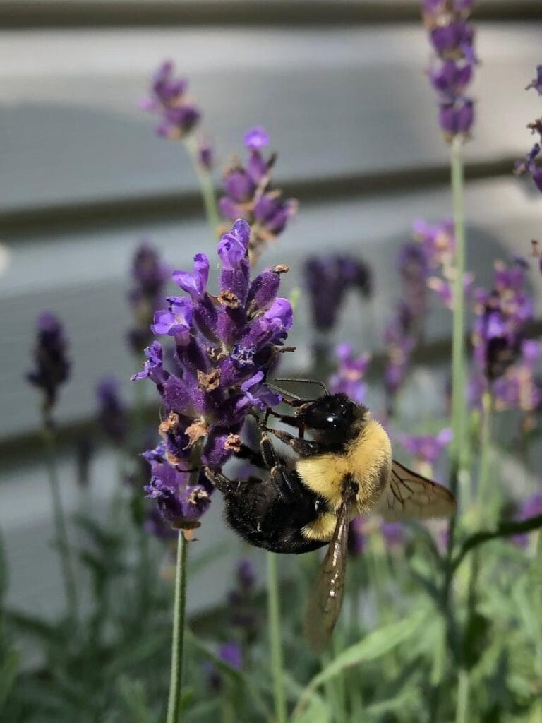 A bee on lavender.